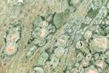 Polished Rainforest Jasper (Rhyolite) Slab - Australia #221913-1